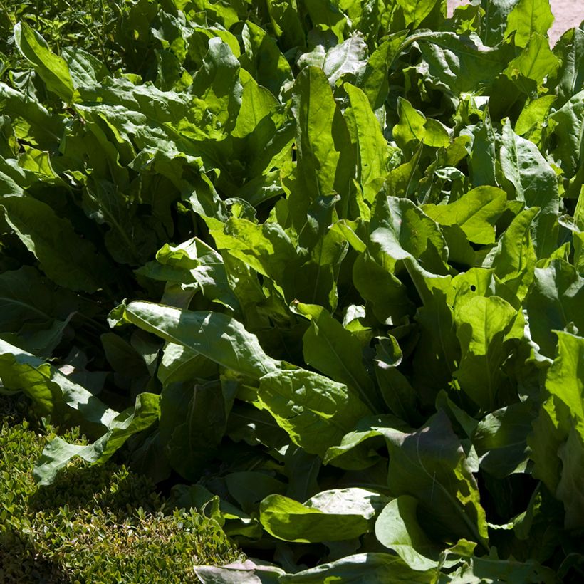 Oseille Large de Belleville - Vilmorin (Port)