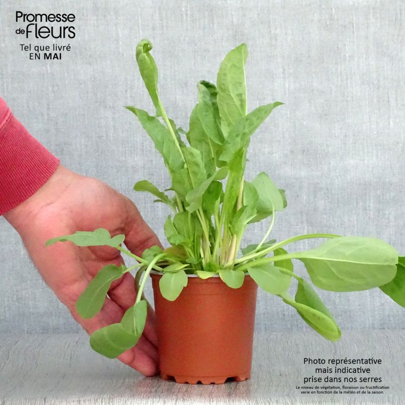 Spécimen de Oseille Large de Belleville en plants - Rumex acetosa  Godet de 8/9 cm tel que livré au printemps