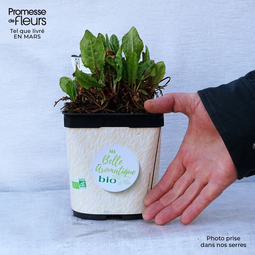 Example of Oseille douce à feuilles rondes Bio - Rumex scutatus en plants Bio Pot de 1L/1,5L as you get in printemps