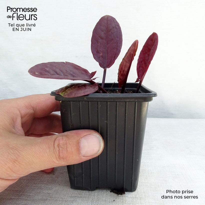 Spécimen de Oseille pourpre BIO - Rumex purpurea Godet de 8/9 cm tel que livré en été
