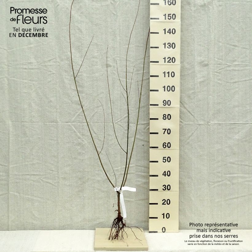 Spécimen de Osier rouge - Salix purpurea Racines nues, Buisson, Ramifié tel que livré en hiver