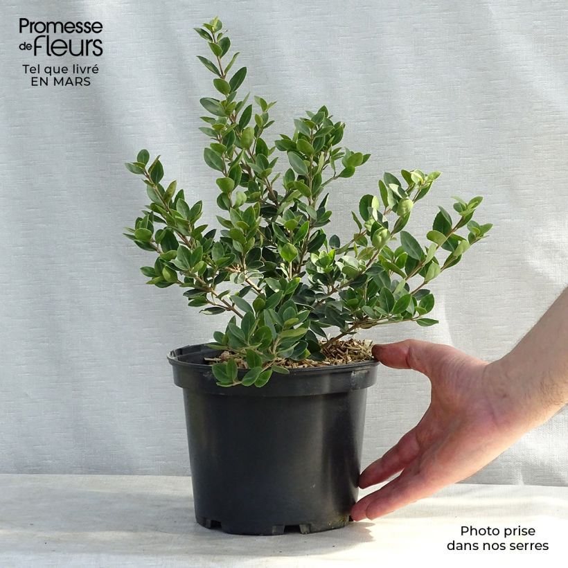 Spécimen de Osmanthus Heaven Scent - Osmanthe Pot de 3L/4L tel que livré au printemps
