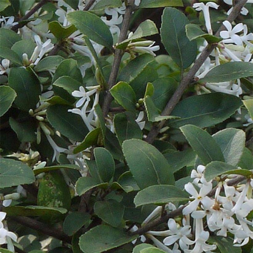 Osmanthus delavayi - Osmanthe de Delavay (Foliage)