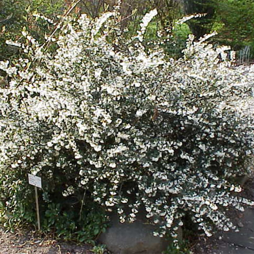 Osmanthus delavayi - Osmanthe de Delavay (Plant habit)