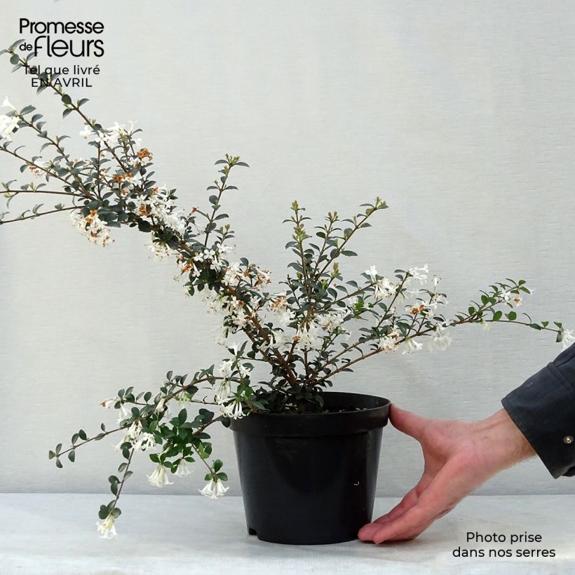 Example of Osmanthus delavayi - Osmanthe de Delavay Pot de 2L/3L as you get in printemps