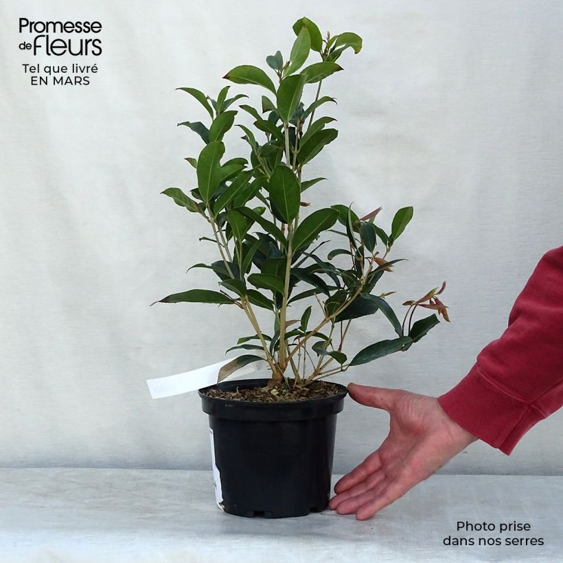 Spécimen de Osmanthus fragans - Osmanthe parfumé  Pot de 2L/3L tel que livré au printemps