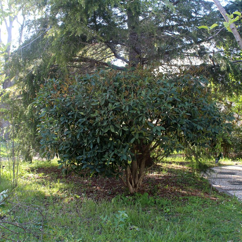Osmanthus fragans - Osmanthe parfumé  (Port)