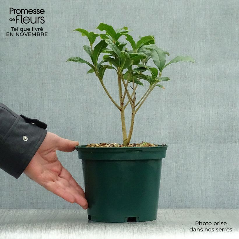 Spécimen de Osmanthus fragrans Aurantiacus - Osmanthe parfumé Pot de 2L/3L tel que livré en automne
