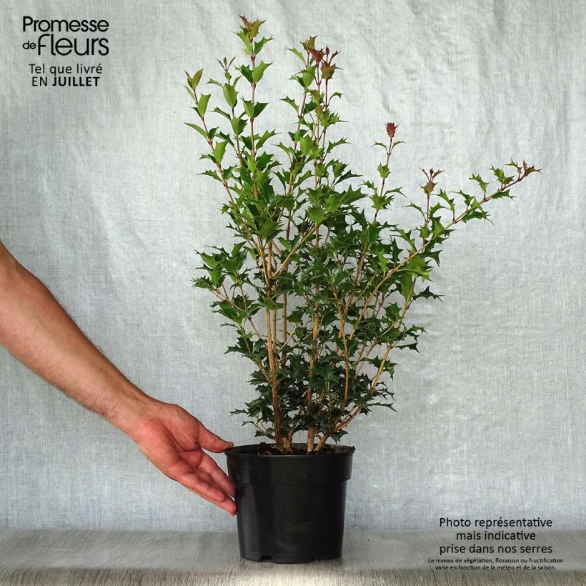 Spécimen de Osmanthus heterophyllus Gulftide Pot de 2L/3L tel que livré en été