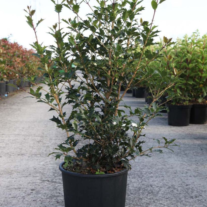 Exemple de spécimen de Osmanthus heterophyllus Gulftide Pot de 12L/15L tel que livré