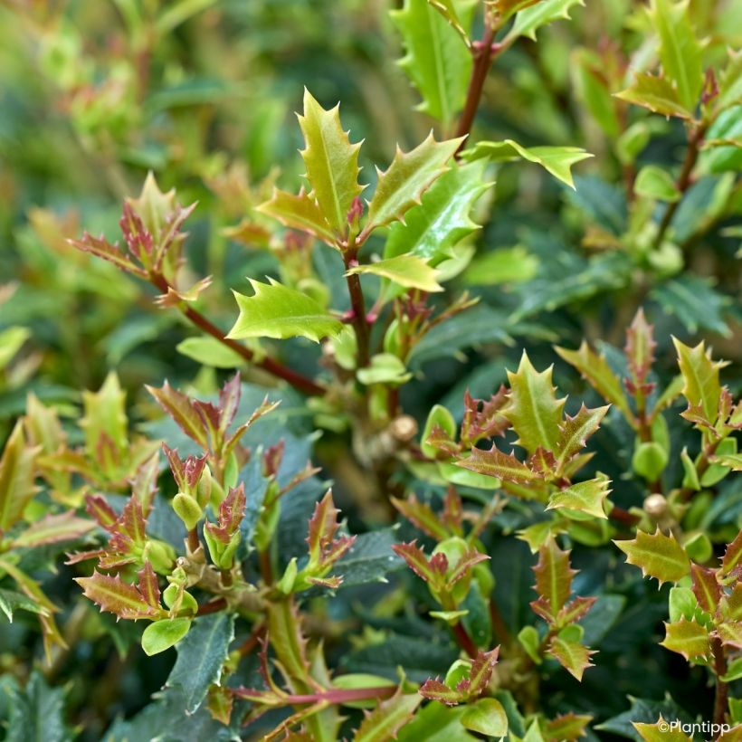 Osmanthus heterophyllus Perfume Party - Osmanthe (Feuillage)