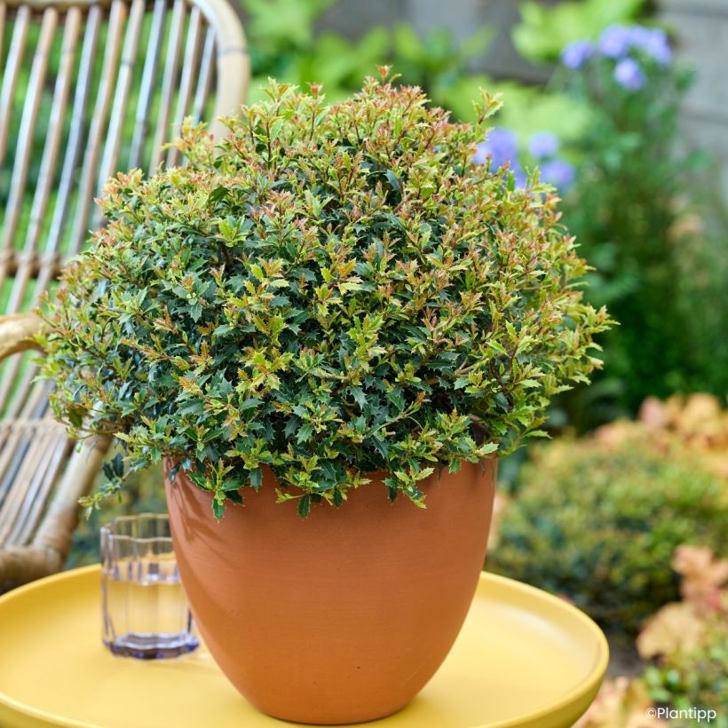 Osmanthus heterophyllus Perfume Party - Osmanthe (Port)