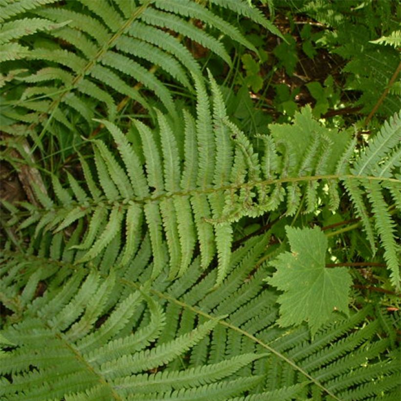Osmunda claytoniana - Osmonde de Clayton, fougère (Foliage)