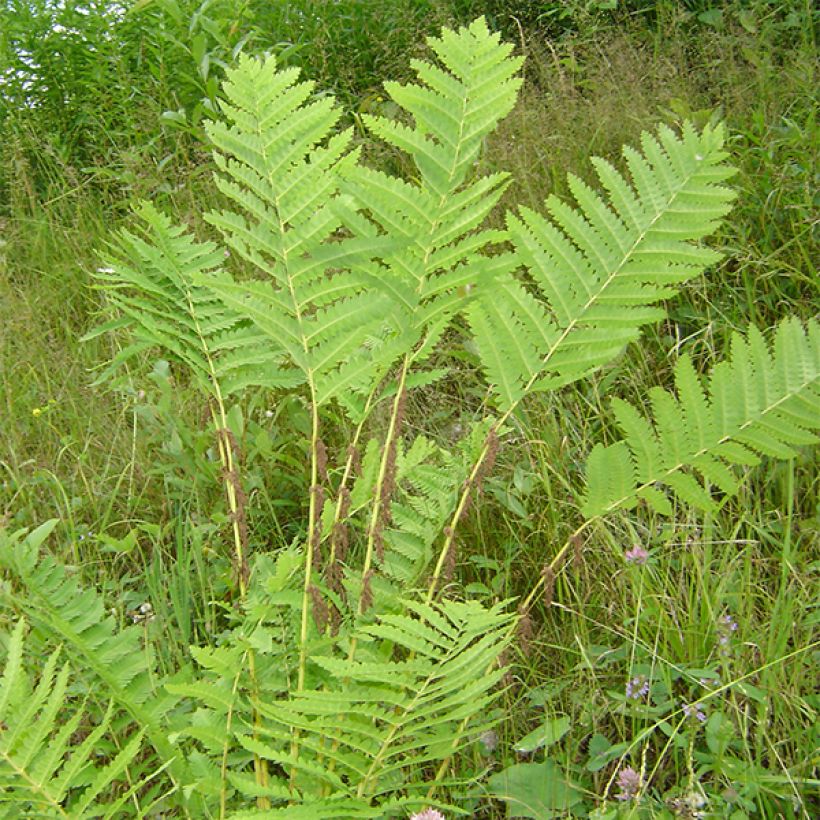 Osmunda claytoniana - Osmonde de Clayton, fougère (Plant habit)