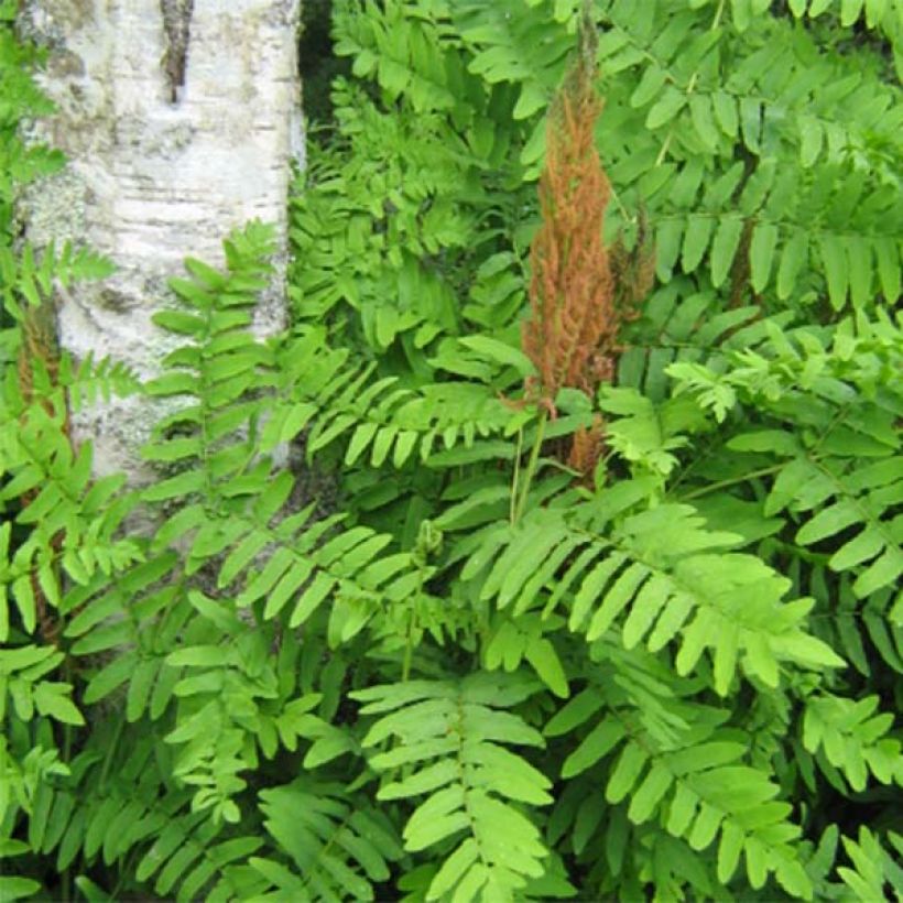 Osmunda regalis Purpurascens - Osmonde royale, fougère (Foliage)