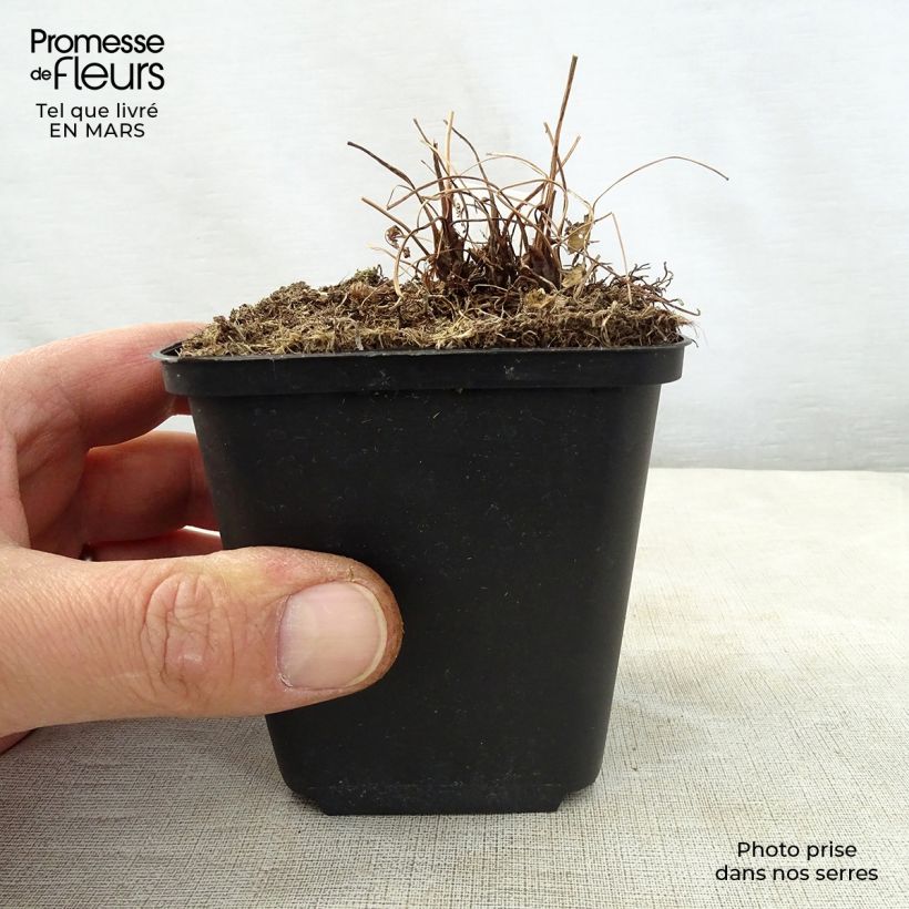 Spécimen de Osmunda japonica - Fougère Godet de 8/9 cm tel que livré au printemps