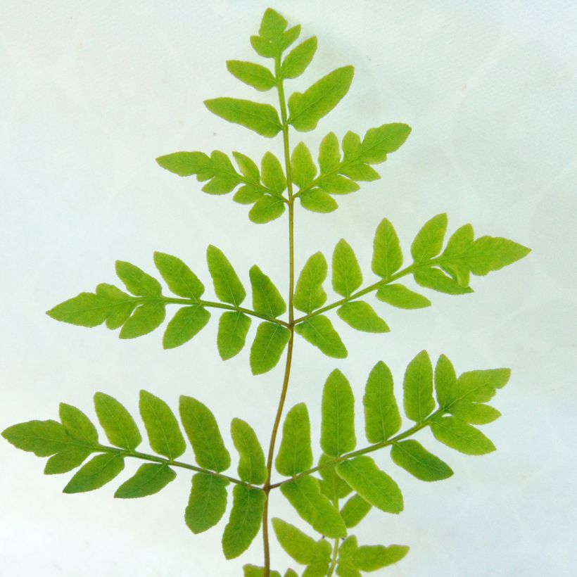 Osmunda regalis - Osmonde royale, fougère (Foliage)