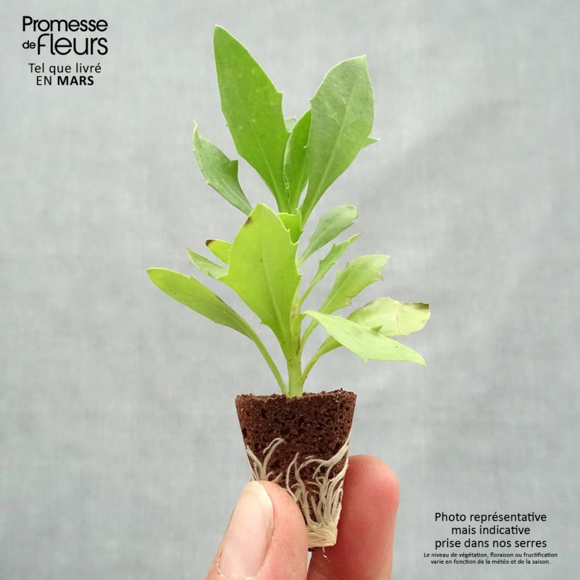 Spécimen de Osteospermum Cape Daisy White Mini-motte Ø 3/4 cm, Plant vert de 5 à 10 cm de haut tel que livré au printemps