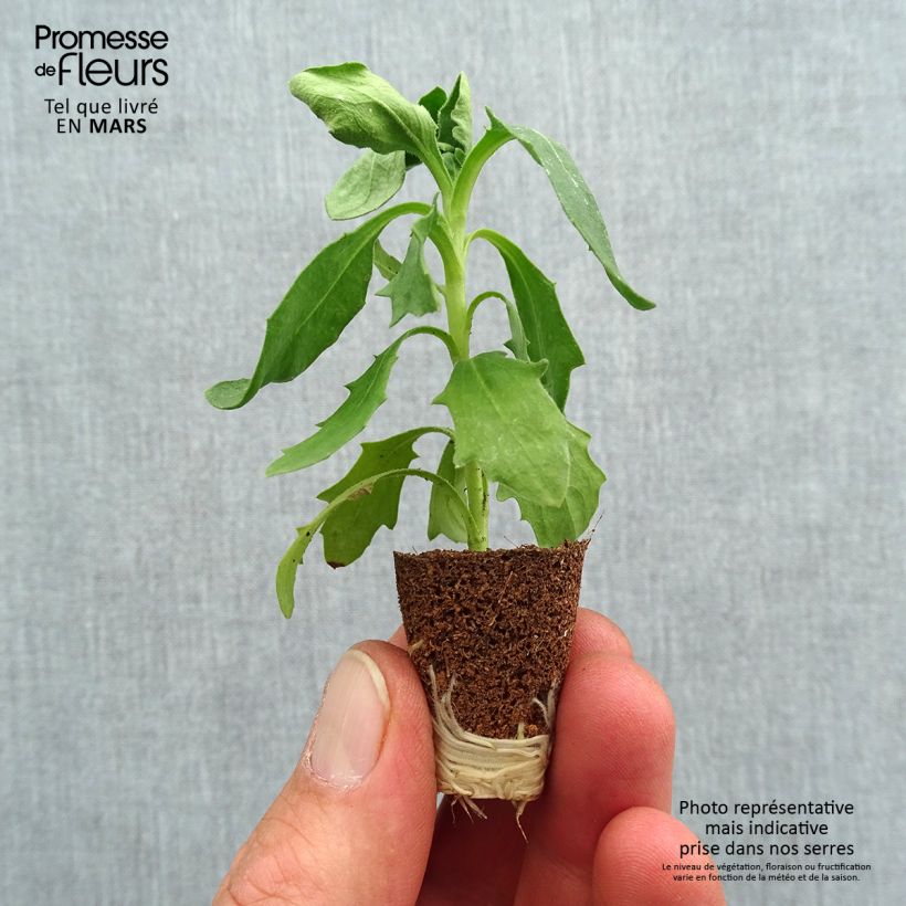 Spécimen de Osteospermum Dalina Red Dark Mini-motte Ø 3/4 cm tel que livré au printemps