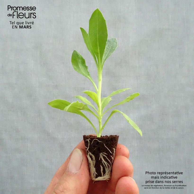 Spécimen de Osteospermum Deep Purple  Mini-motte Ø 3/4 cm, Plant vert de 5 à 10 cm de haut tel que livré au printemps