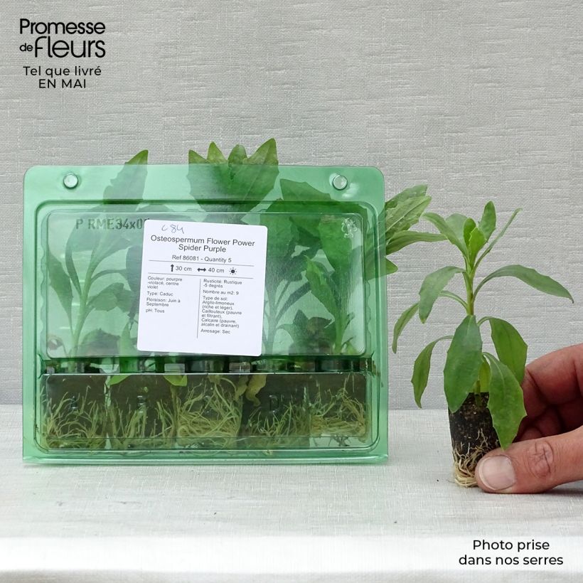 Spécimen de Osteospermum Flower Power Spider Purple Mini-motte Ø 3/4 cm, Plant vert de 5 à 10 cm de haut tel que livré au printemps