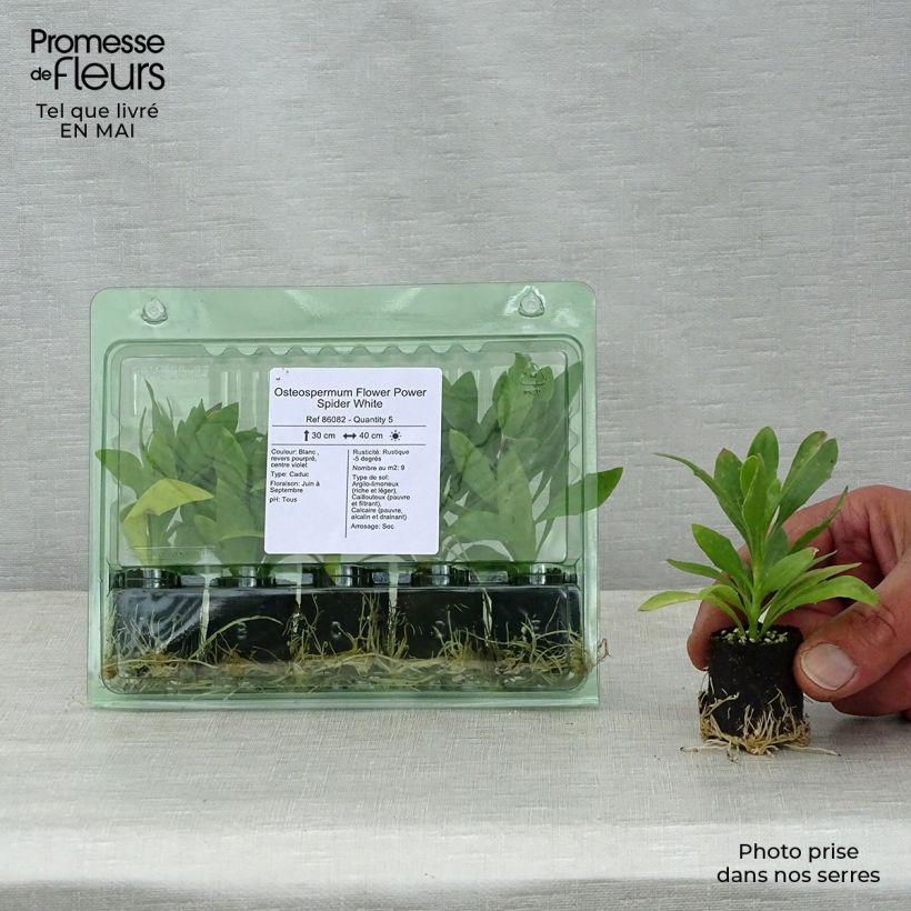 Spécimen de Osteospermum Flower Power Spider White Mini-motte Ø 3/4 cm, Plant vert de 5 à 10 cm de haut tel que livré au printemps