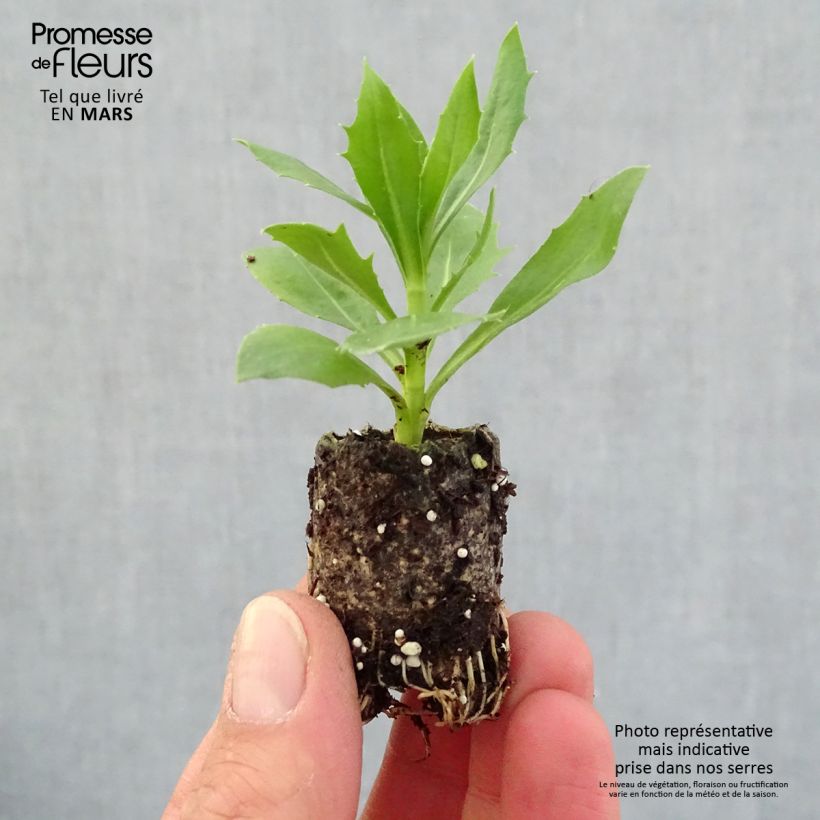 Spécimen de Osteospermum Summersmile Cream Mini-motte Ø 3/4 cm, Plant vert de 5 à 10 cm de haut tel que livré au printemps