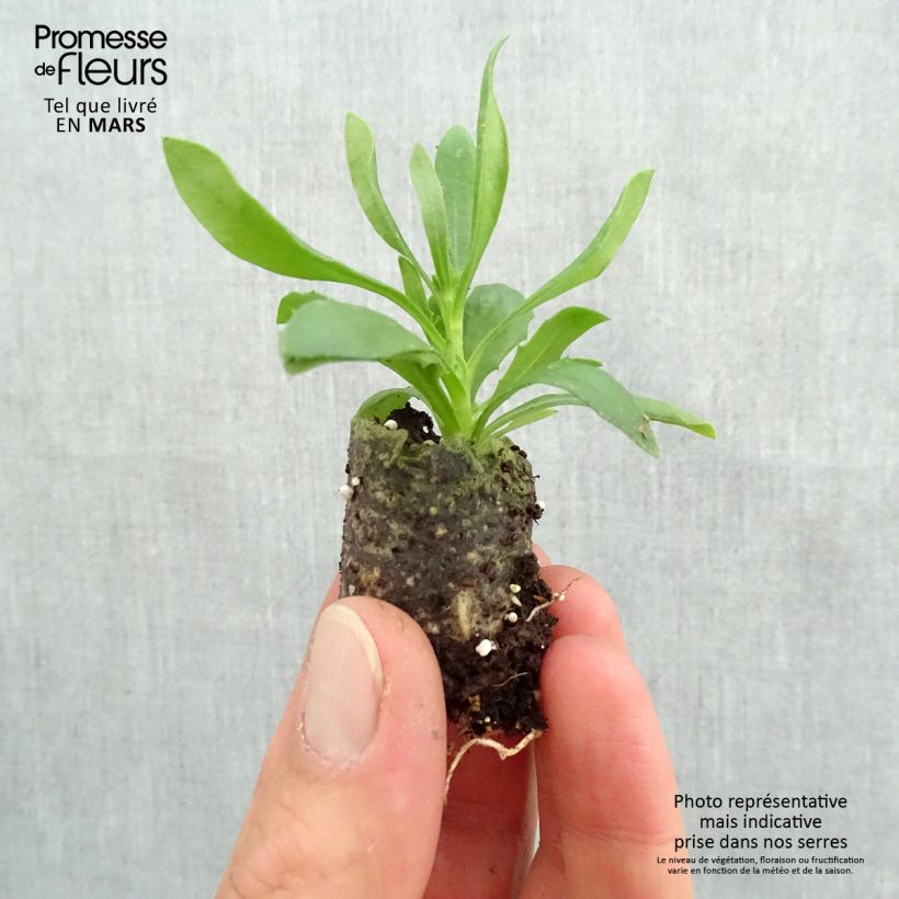 Spécimen de Osteospermum Summersmile Soft Violet Mini-motte Ø 3/4 cm, Livré en plant vert de 5 à 10 cm de hauteur tel que livré au printemps