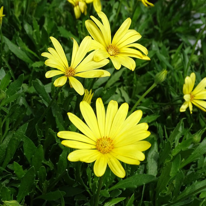 Osteospermum Voltage Yellow (Floraison)