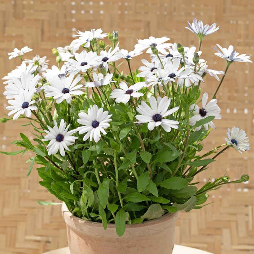 Graines d'Osteospermum Glistening White - Marguerite du Cap (Port)