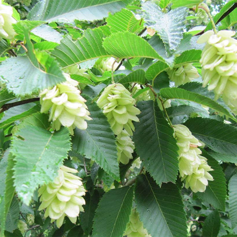 Charme houblon - Ostrya carpinifolia (Flowering)