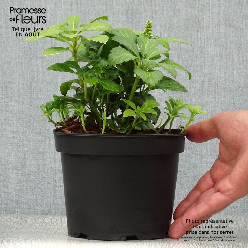 Spécimen de Pachysandra terminalis Green Carpet Pot de 2L/3L tel que livré en été