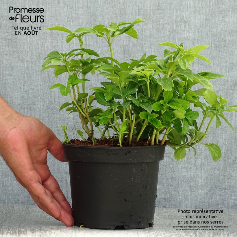 Spécimen de Pachysandra terminalis Pot de 2L/3L tel que livré en été
