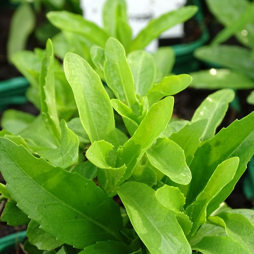 Physostegia virginiana Alba - Cataleptique blanche (Feuillage)