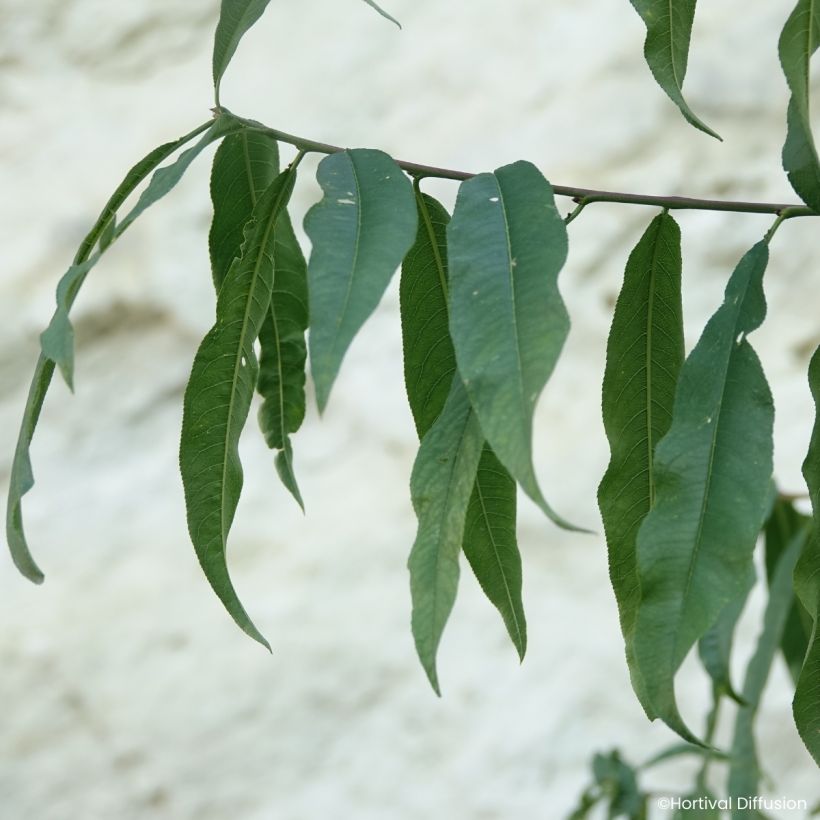 Pêcher Golden Caesar - Pêche de vigne (Feuillage)