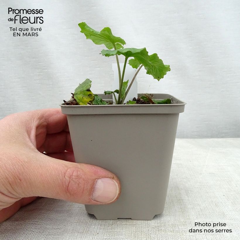 Example of Pachyphragma macrophyllum Godet de 8/9 cm as you get in printemps