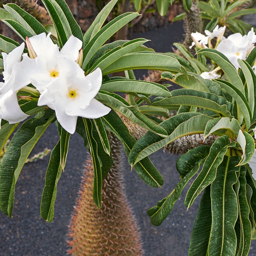 Pachypodium lamerei - Palmier de Madagascar (Floraison)