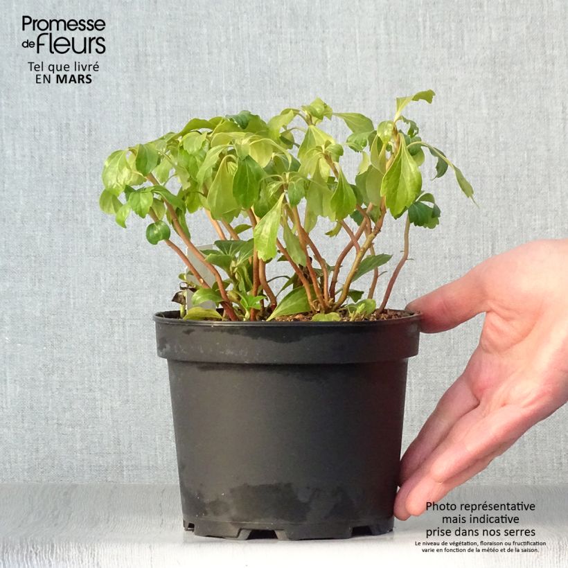 Spécimen de Pachysandra terminalis Green Sheen Pot de 2L/3L tel que livré au printemps
