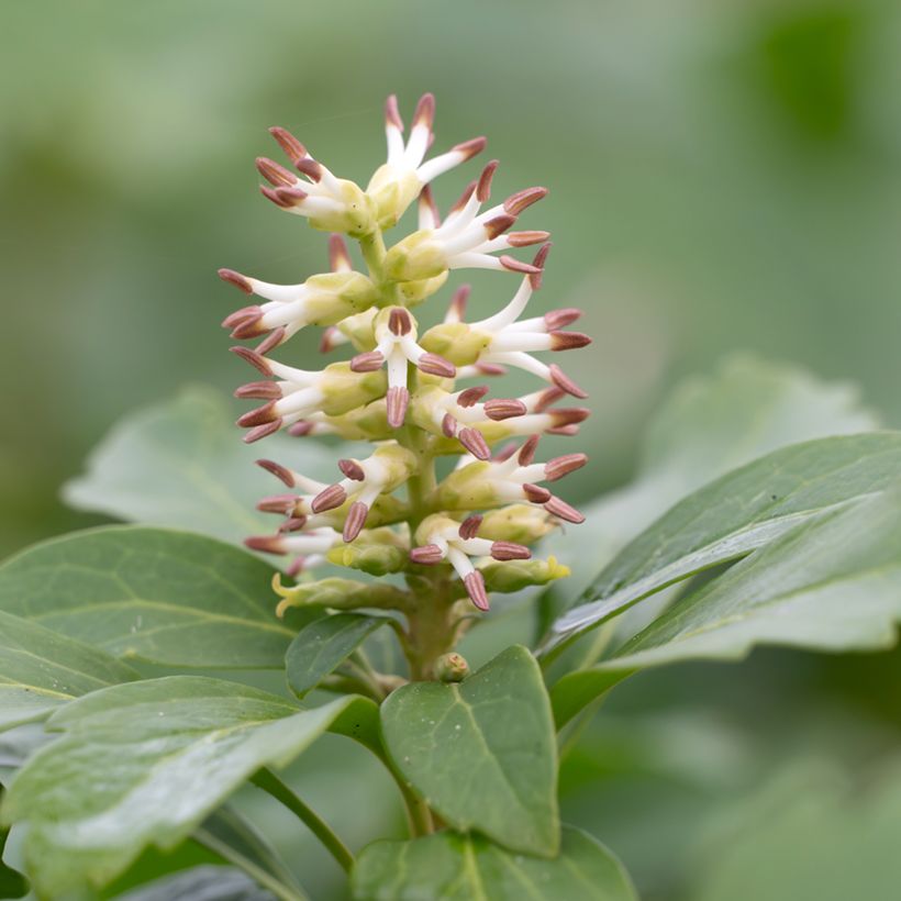 Pachysandra terminalis (Flowering)