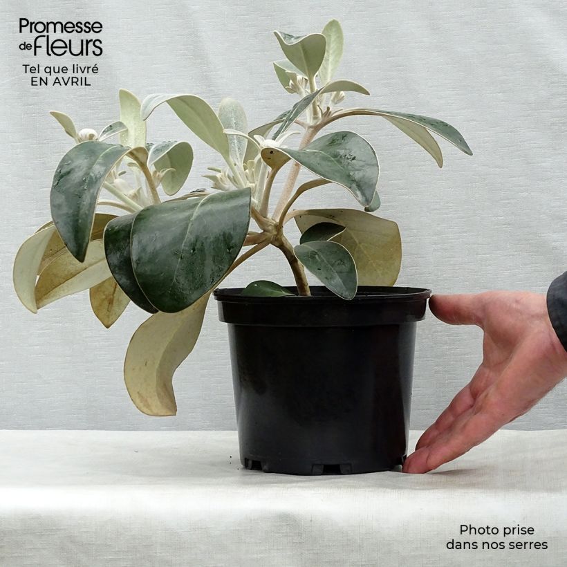 Spécimen de Pachystégia insignis Daizea - Marguerite de Nouvelle-Zélande Pot de 2L/3L tel que livré au printemps