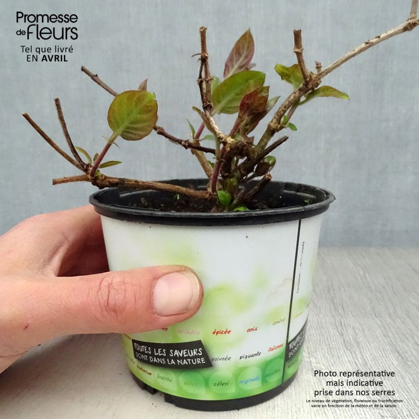 Example of Paederia lanuginosa - Plante fromage Pot de 1L/1,5L as you get in printemps