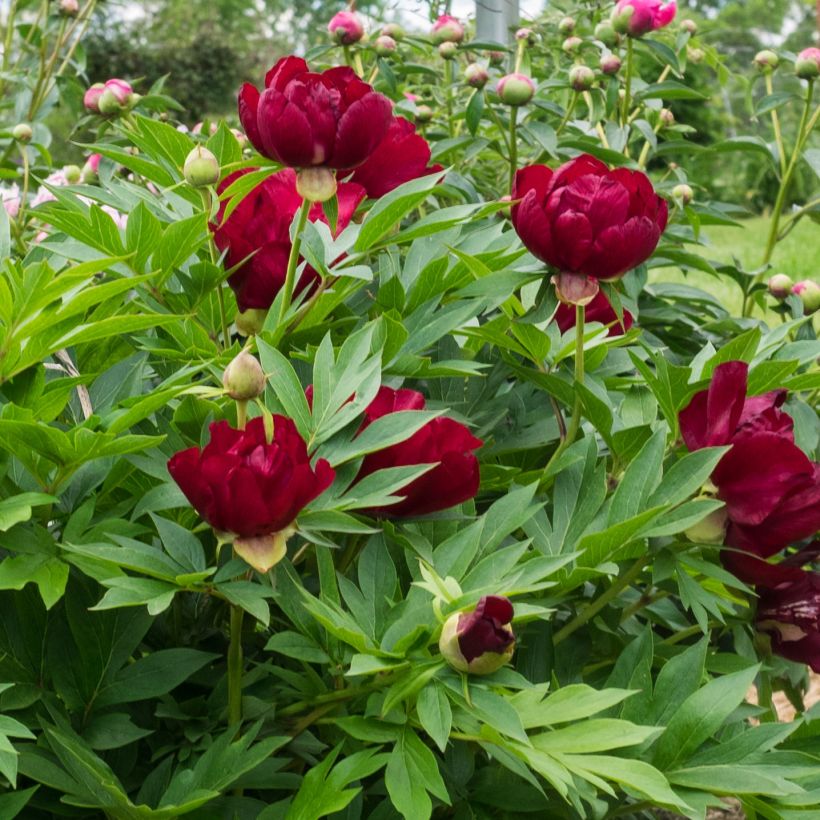 Pivoine Itoh Scarlet Heaven (Floraison)