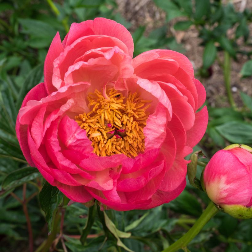 Pivoine lactiflora Coral Charm (Floraison)