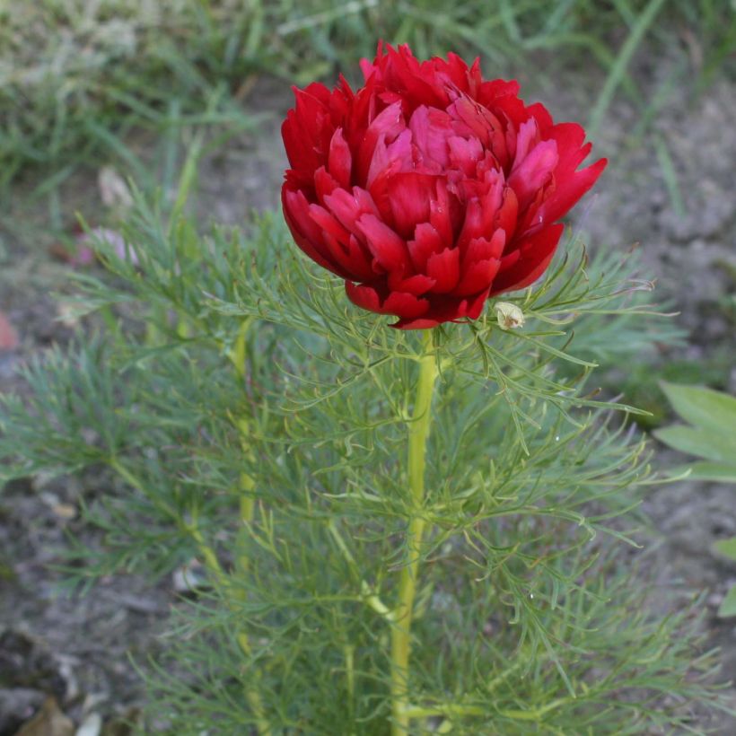 Pivoine botanique - Paeonia tenuifolia Plena (Floraison)