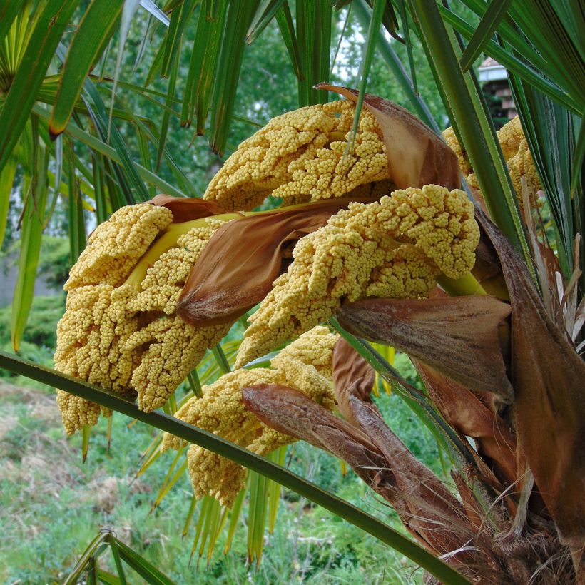 Palmier de Chine - Trachycarpus fortunei  (Flowering)
