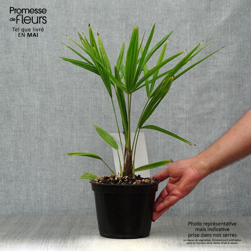 Example of Palmier de Chine - Trachycarpus fortunei  Pot de 2L/3L as you get in printemps