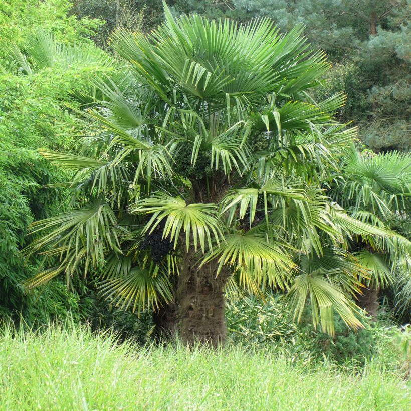 Palmier de Chine - Trachycarpus fortunei  (Plant habit)