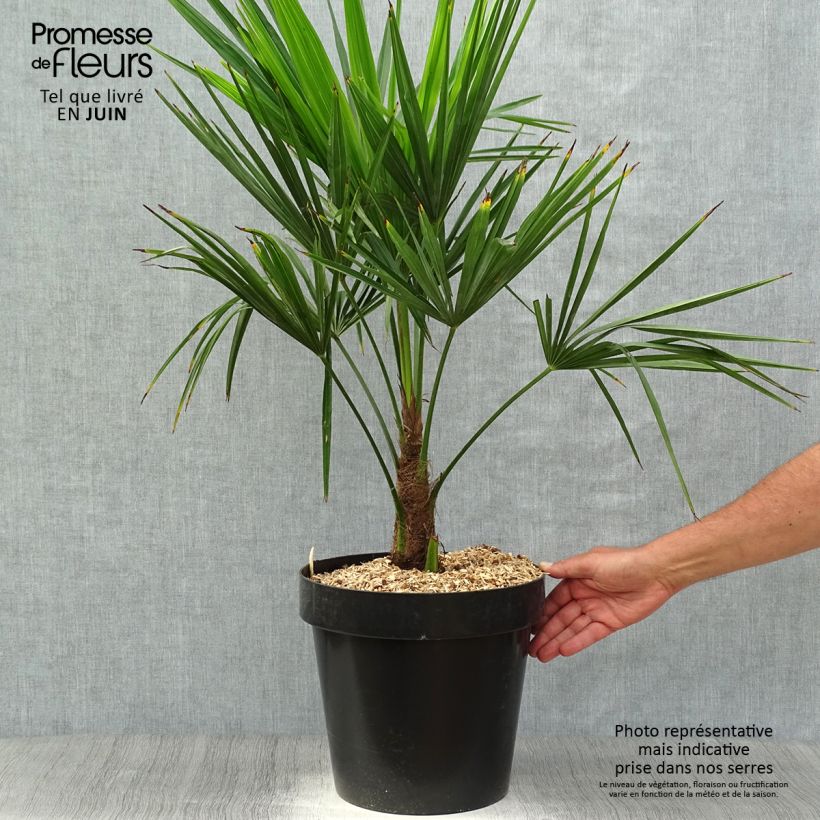 Example of Palmier de Chine - Trachycarpus fortunei  Pot de 12L/15L, Stipe de 20 cm as you get in printemps