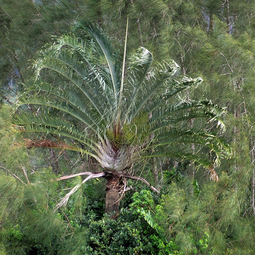 Dypsis decaryi - Palmier triangle (Plant habit)