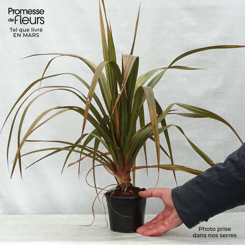 Spécimen de Pandanus utilis - Vacoa Pot de 12 cm / 13 cm tel que livré au printemps